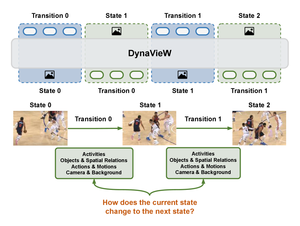DynaVieW: Schema-Guided World Modeling for Understanding Hierarchical Visual Dynamics